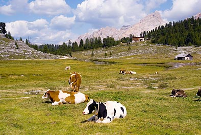 Kühe auf der Alm Kühe auf der Alm