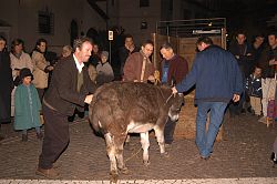 der st�rische Esel
