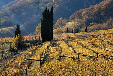 Weinlandschaft bei Kaltern